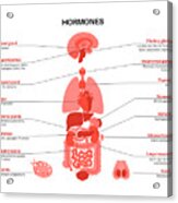 Human Hormones Acrylic Print