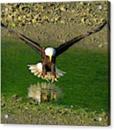 A Bald Eagle Catches A Fish Acrylic Print