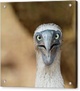 A Blue-footed Booby Staring Acrylic Print