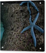 A Blue Starfish Clings To The Undercut Acrylic Print