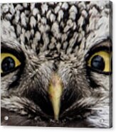 A Closeup Of The Northern Hawk Owl Acrylic Print