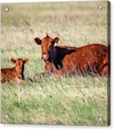 A Cow And Her Calf Acrylic Print