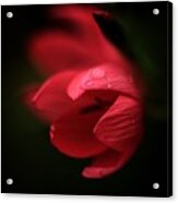 A Dollop Of Red Acrylic Print