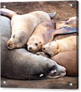 A Family Of Harbor Seals Asleep On The Rocks Acrylic Print
