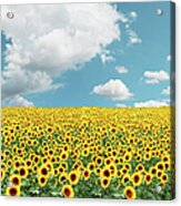 A Field Full Of Tons Of Sunflowers Acrylic Print