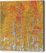 A Forest Of Quaking Aspen Trees With Acrylic Print