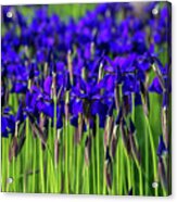 A Garden For Vincent Van Gogh - Indigo Purple Irises Springtime Abundance - Take One Acrylic Print