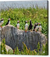 A Gathering Of Puffins Acrylic Print