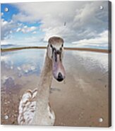 A Goose Standing On The Beach Staring Acrylic Print