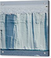 A Large Polar Bear On The Ice Acrylic Print