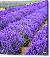 Oceans Of Lavender, Its Harvest Time Acrylic Print