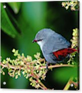 A Lavender Waxbill Acrylic Print