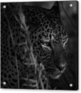 A Leopard's Eyes Acrylic Print