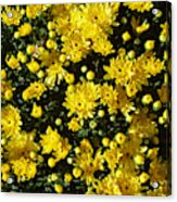 A Multitude Of Yellow Mums Acrylic Print
