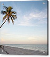 A Palm Tree Leaning Over The Beach At Acrylic Print