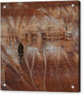 A Pine Tree On The Steep Cliff Acrylic Print