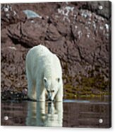A Reflective Polar Bear Acrylic Print