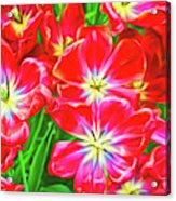 A Sea Of Brilliant Red Tulips Acrylic Print