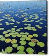 A Sea Of Lily Pads Acrylic Print