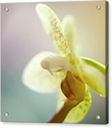 A Single Flower Of Phalaenopsis Mini Acrylic Print