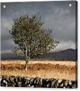 A Stone Fence And One Tree Under A Acrylic Print