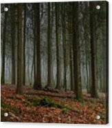A Thin Fog Lingers In A Forest Acrylic Print