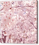 A Tunnel Of Sakura Cherry Blossoms Acrylic Print