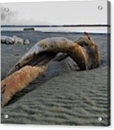 A Twisted Turning Sculpture Of Drift Wood Acrylic Print