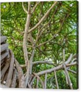 Abstract Nature View Of Mangrove Roots Acrylic Print