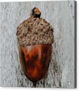 Acorn In The Woods Acrylic Print