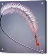 Acrobatical Ant Acrylic Print