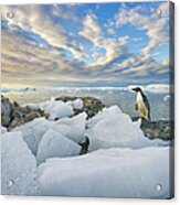 Adelie Penguins,  Holtedehl Bay Acrylic Print