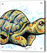 Adorable Tortoise Ii Acrylic Print