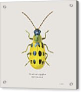 Adorning Coleoptera Vii Sq Golden Acrylic Print