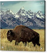Adult Bison Bison Bison Wild Wyoming Acrylic Print