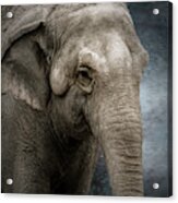 Adult Elephant Acrylic Print