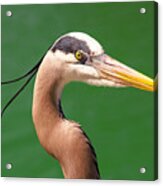 Adult Great Blue Heron Close Up Portrait High-res Acrylic Print