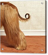 Afghan Hound Standing In Room, End Acrylic Print