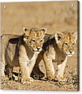 Africa, Namibia, African Lion Cubs Acrylic Print