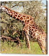 African Giraffe Snacking - Serengeti Tanzania 5068 East Africa Safari Travel Acrylic Print