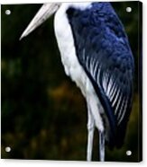 African Marabou Stork Acrylic Print