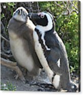African Penguin With Chick Acrylic Print