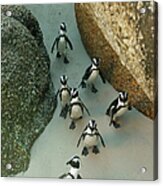 African Penguins, South Africa Acrylic Print