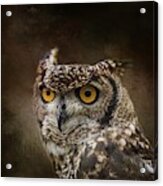 African Spotted Eagle Owl Acrylic Print