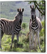 African Zebras 114 Acrylic Print