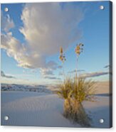 Agave, White Sands Nm, New Mexico Acrylic Print