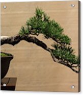 Aged Bonsai Pine Acrylic Print