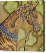 Akhal-teke Sacred Horse Of The Desert Acrylic Print