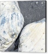 Alaska, Ketchikan, Clam Shells On Beach Acrylic Print