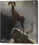 Albert_bierstadt_-_rocky_mountain_sheep_or_big_horn,_ovis,_montana Acrylic Print